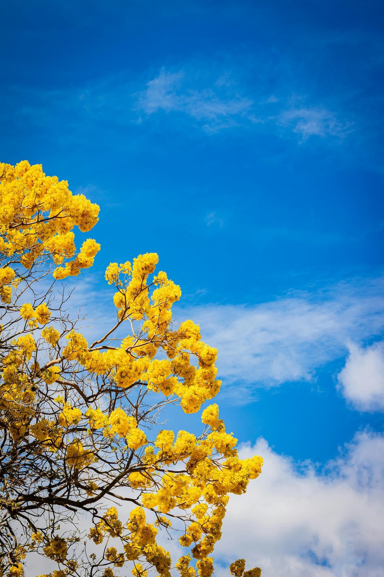 Árboles ornamentales